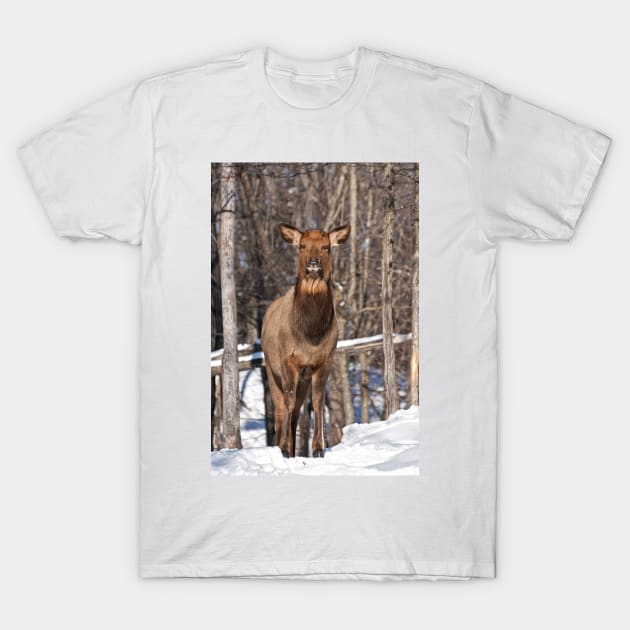 Elk T-Shirt by jaydee1400